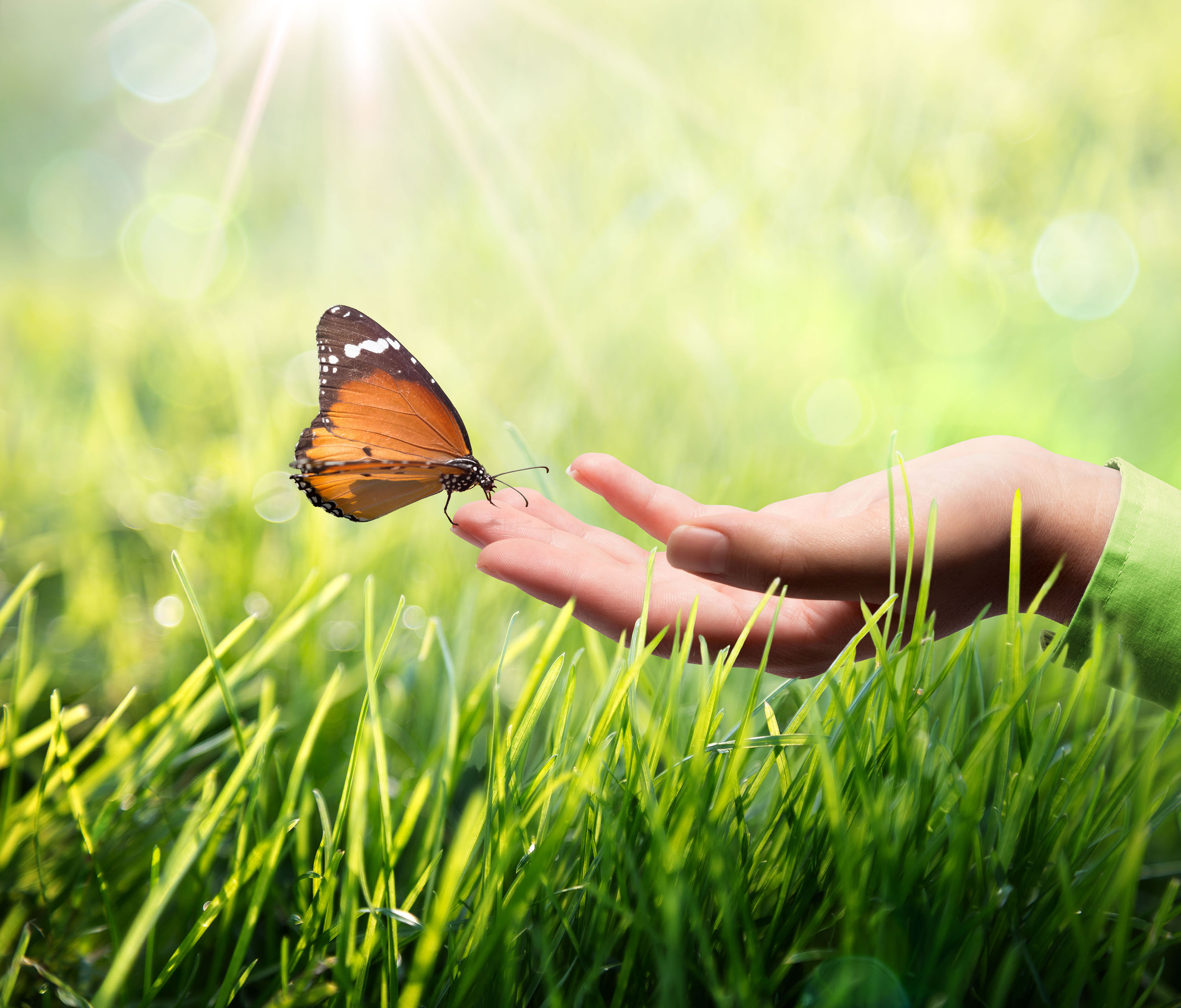 Butterfly flies from a hand