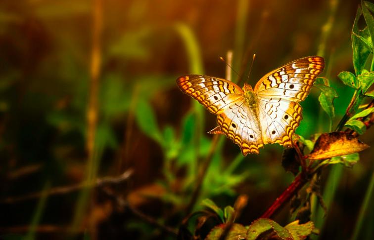 Alrayan Butterfly on a branch