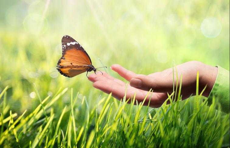 Butterfly flies from a hand