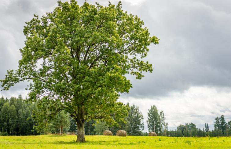 Tree in field with hay bales