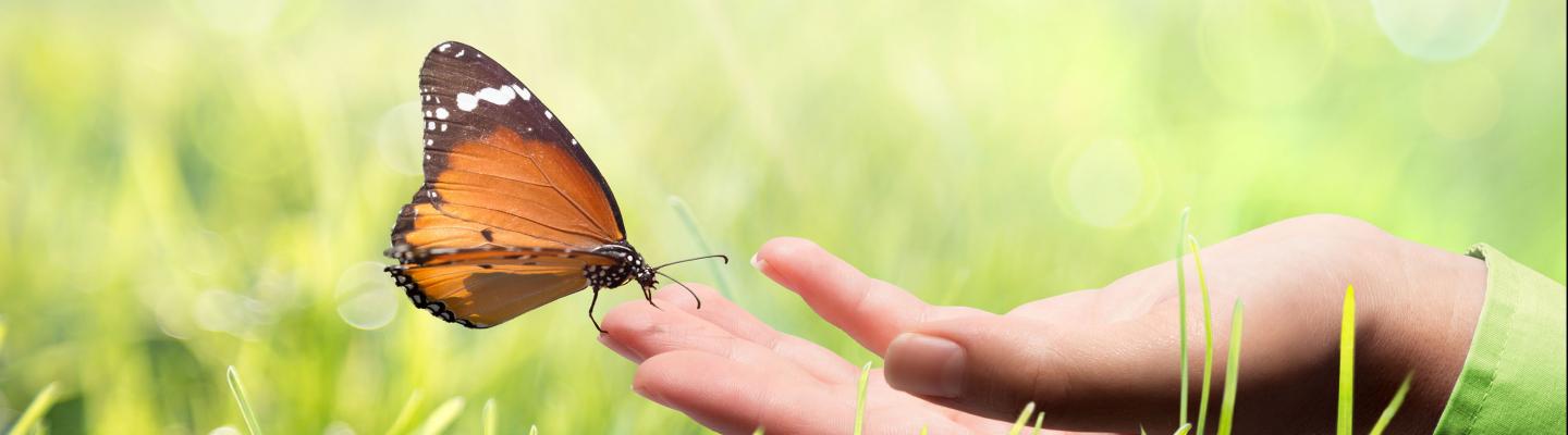 Butterfly flies from a hand