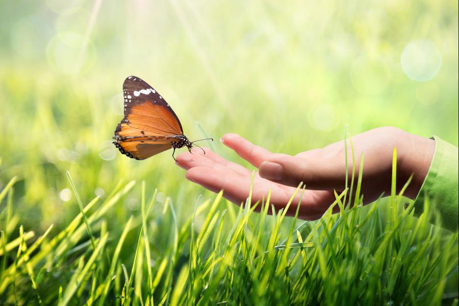 Butterfly flies from a hand