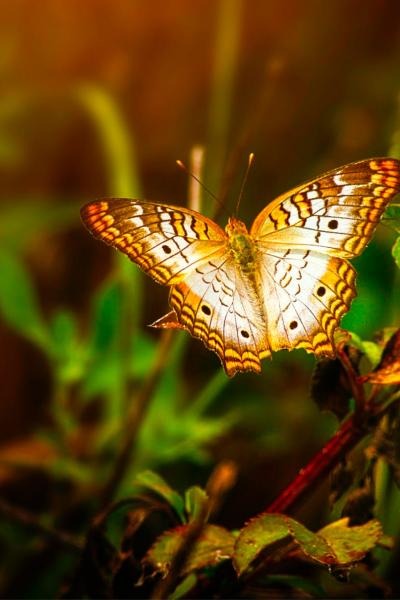 Alrayan Butterfly on a branch