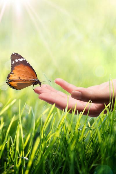 Butterfly flies from a hand