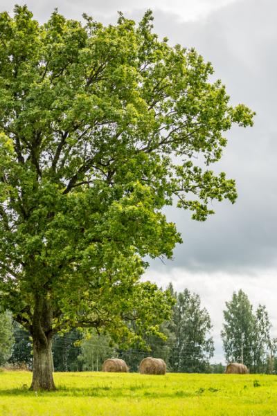 Tree in field with hay bales