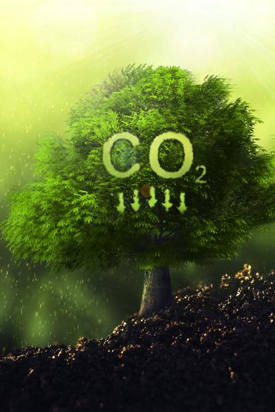 carbon neutral tree